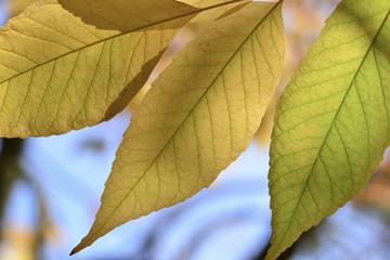 Beech tree leaves, Jersey, U.K.
Abstract image of sunlit canopy.
