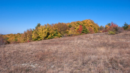 Fototapeta premium Amazing Autumn landscape of Cherna Gora (Monte Negro) mountain, Pernik Region, Bulgaria
