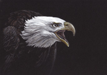 Bald eagle drawing.  Sea eagle portrait. 