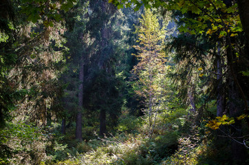 Fototapeta na wymiar light in the forest