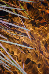 The grass spreads in the water