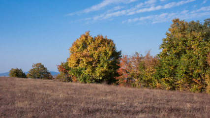 Obraz premium Amazing Autumn landscape of Cherna Gora (Monte Negro) mountain, Pernik Region, Bulgaria