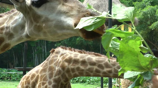 Tourists feed Giraffe
