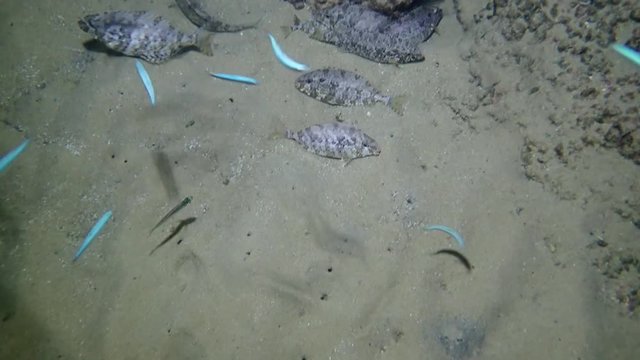 Inhabitant of the Mediterranean Sea fish Aras marble cigar
Ability to night masking, poisonous spikes on the fins, small body size and healing meat make this fish truly special

