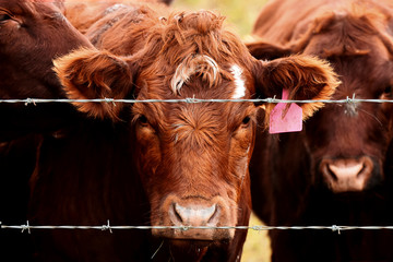 Beef Cattle Background