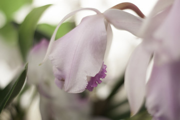 Fototapeta premium orquídeas brancas flores