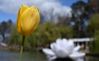 Yellow tulip flower against blue sky. Big plastic white water lily in the background on Lake Burley Griffin in Commonwealth Park. Floriade is Australia biggest celebration of spring in Canberra.