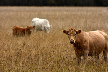 Beef Cattle Background