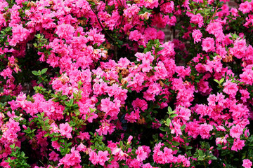 Pink azaleas in full bloom. 