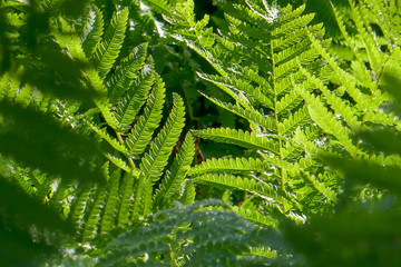 sunlight_on_ferns