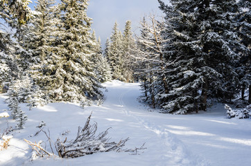 Path through a Snowy Forest in Banff, AB, Canada