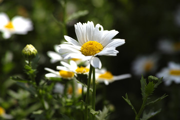 Fototapeta premium Daisy