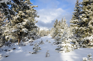 Snowy Forest in the Canadian Rockies on a Clear Winter Day