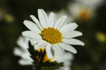 Obraz premium white daisy flower