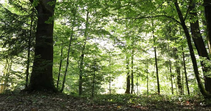 Sunny and windy forest tree landscape.