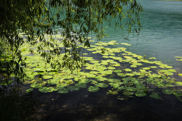 water lily plants texture on lake podpesko in summertime, slovenia