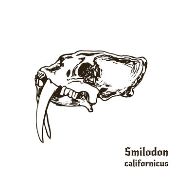 Prehistoric cat Skull. Tattoo logo design. Book illustration