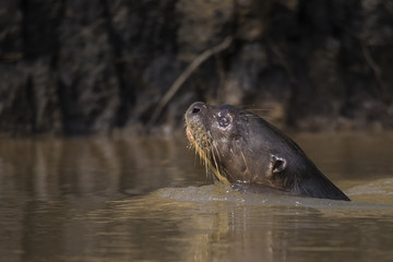 Giant Otter, Pantanal, Mato Grosso, Brazil