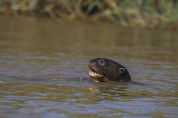 Giant Otter, Pantanal, Mato Grosso, Brazil