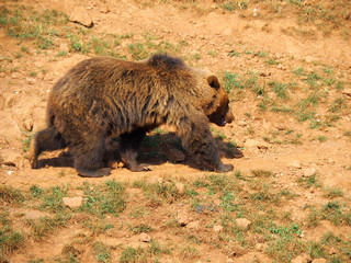 View of a brown bear