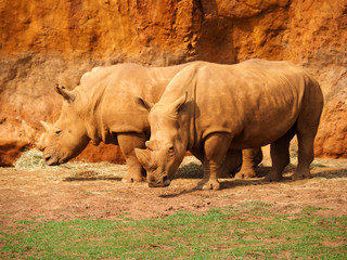 Fototapeta premium View of two white rhinos