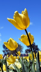Fototapeta premium Yellow tulip flowers against blue sky. Tulip flower. Beautiful tulips on tulip field with blue sky and green leaf background. Spring concept.
