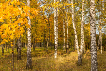 Gold Autumn. Beautiful trees in the forest, park landscape