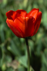 Tulips Background