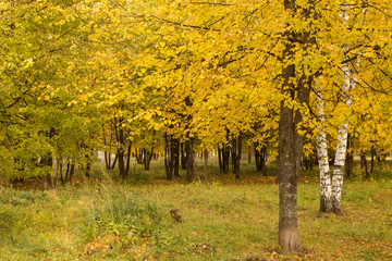 Autumn. Gold Trees and leaves in a park