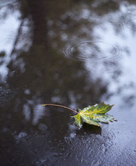 The maple autumn leaf on wet asphalt