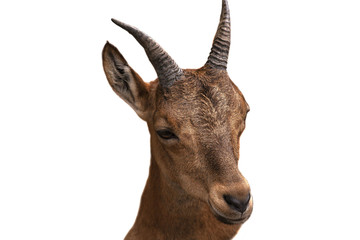Portrait of cute brown goat