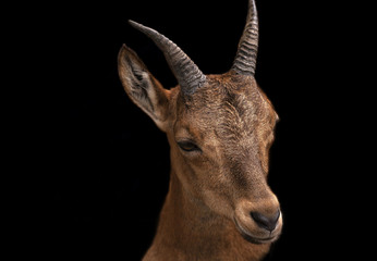 Portrait of cute brown goat