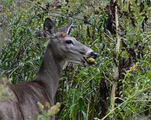Accidental find bird watching