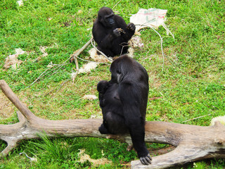 View of a female lowland gorilla with a baby