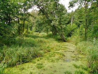 Fluss mit Entengrütze