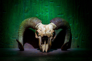 White old ram skull on green wooden wall. Vintage witchcraft still life.