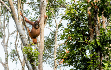 Familia orangutanes reserva Borneo