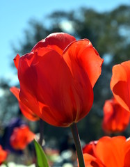 Naklejka premium Tulip flower. Beautiful tulips on tulip field with green leaf background. Group of red tulips in the park. Spring landscape.