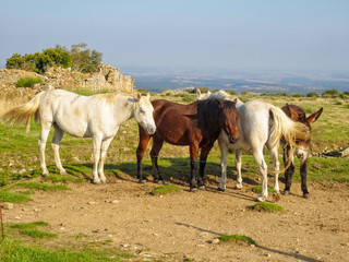 Three horses with a mule stick together against the flies - Foncebadon, Castile and Leon, Spain