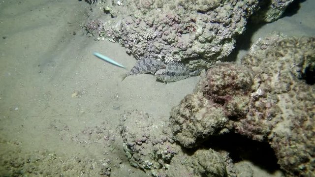 Inhabitant of the Mediterranean Sea fish Aras marble cigar
Ability to night masking, poisonous spikes on the fins, small body size and healing meat make this fish truly special

