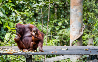 Familia orangutanes reserva Borneo