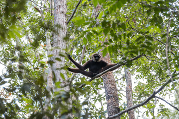 Familia orangutanes reserva Borneo