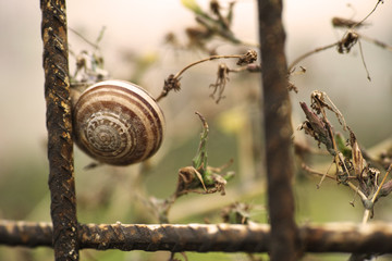 snail on a fence