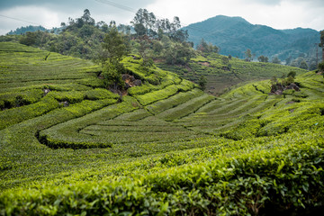 Campo de té Bali