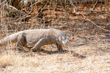 Dragón de Komodo (isla komodo)