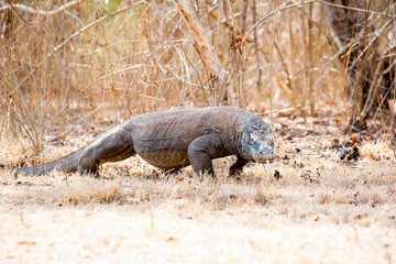Dragón de Komodo (isla komodo)