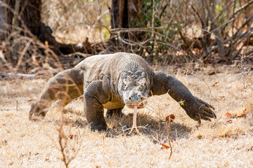 Dragón de Komodo (isla komodo)