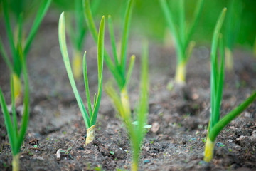 beds with young onions, rows of green onions, green onions in the ground
