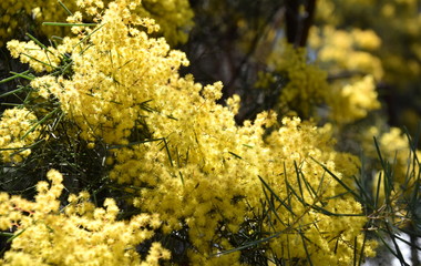 Acacia pycnantha, commonly known as the Golden Wattle, is Australia national flower and commonly known as Acacias. Blossoming of mimosa tree.