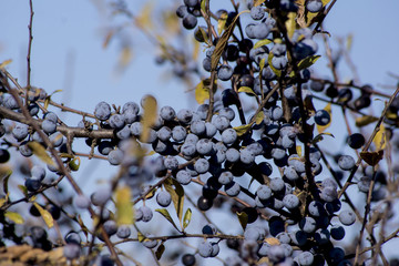 blue sloes (Prunus spinosa)